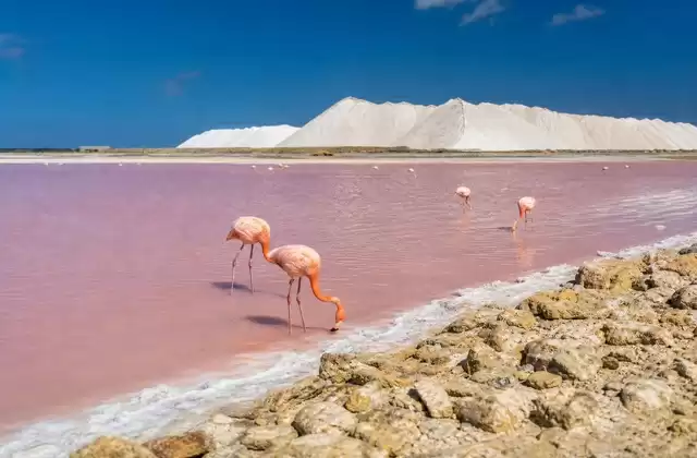 Salinas de Bonaire