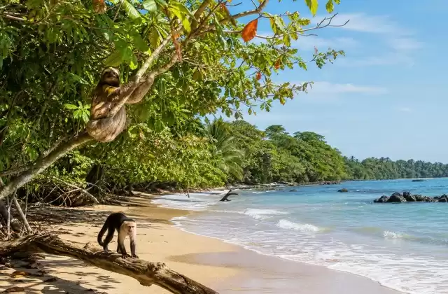 Alrededor de Cahuita