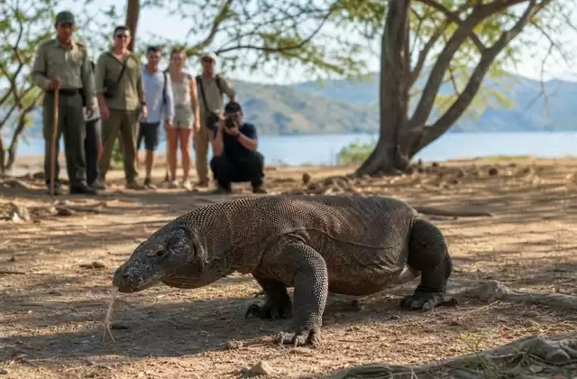 En Komodo