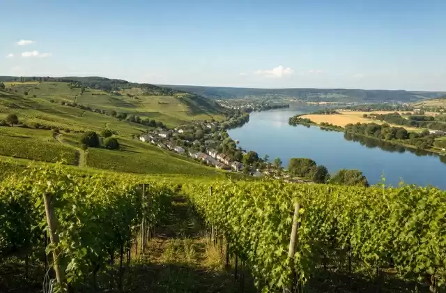 Viñedos de Stadtbredimus