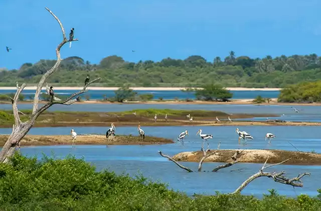 Bundala National Park