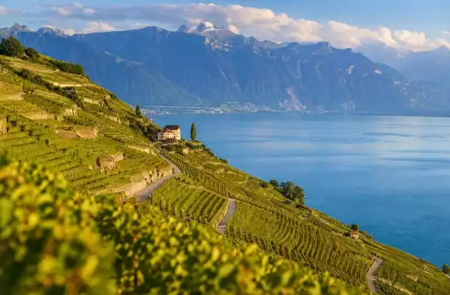 Lavaux